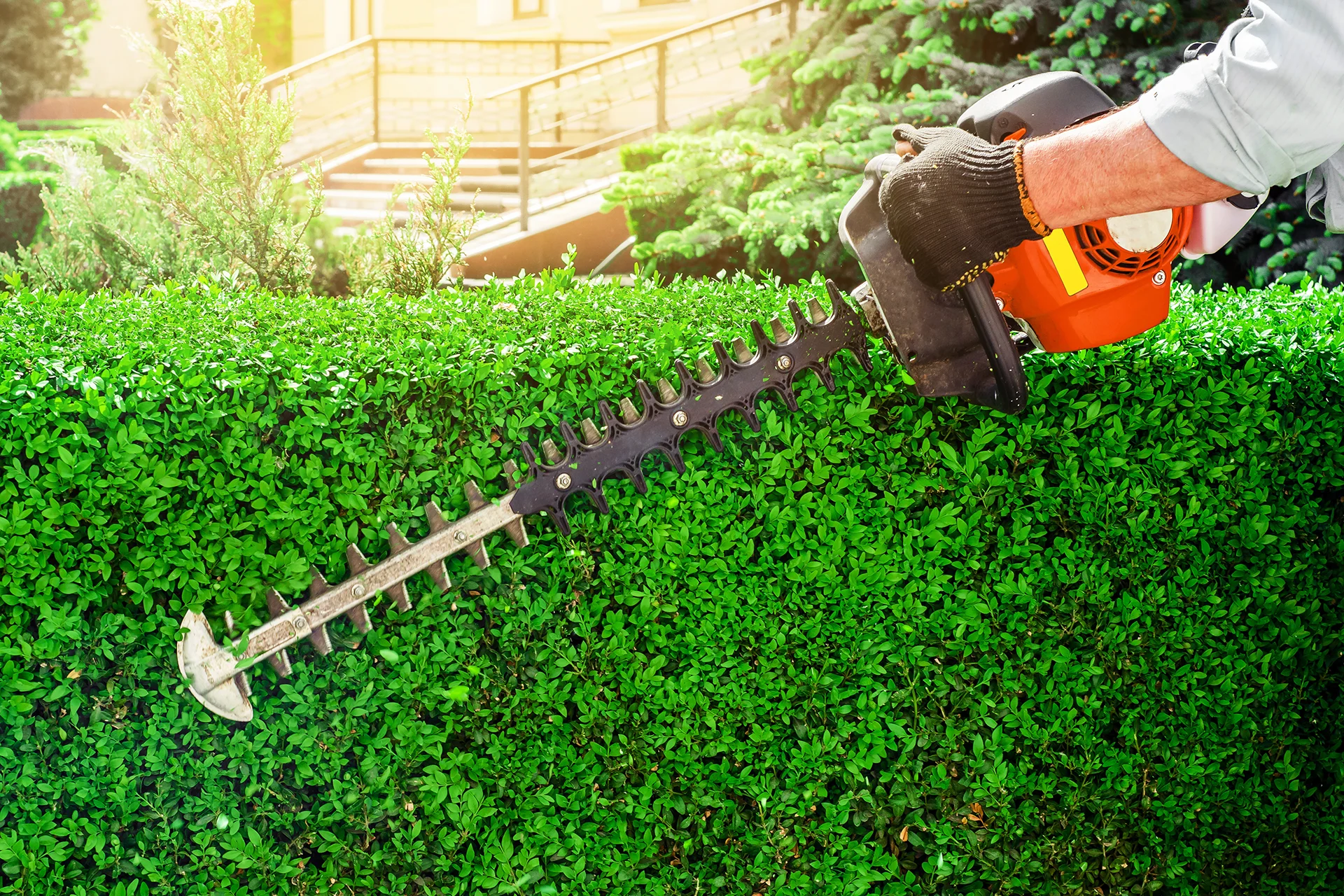 Neatly trimmed hedges