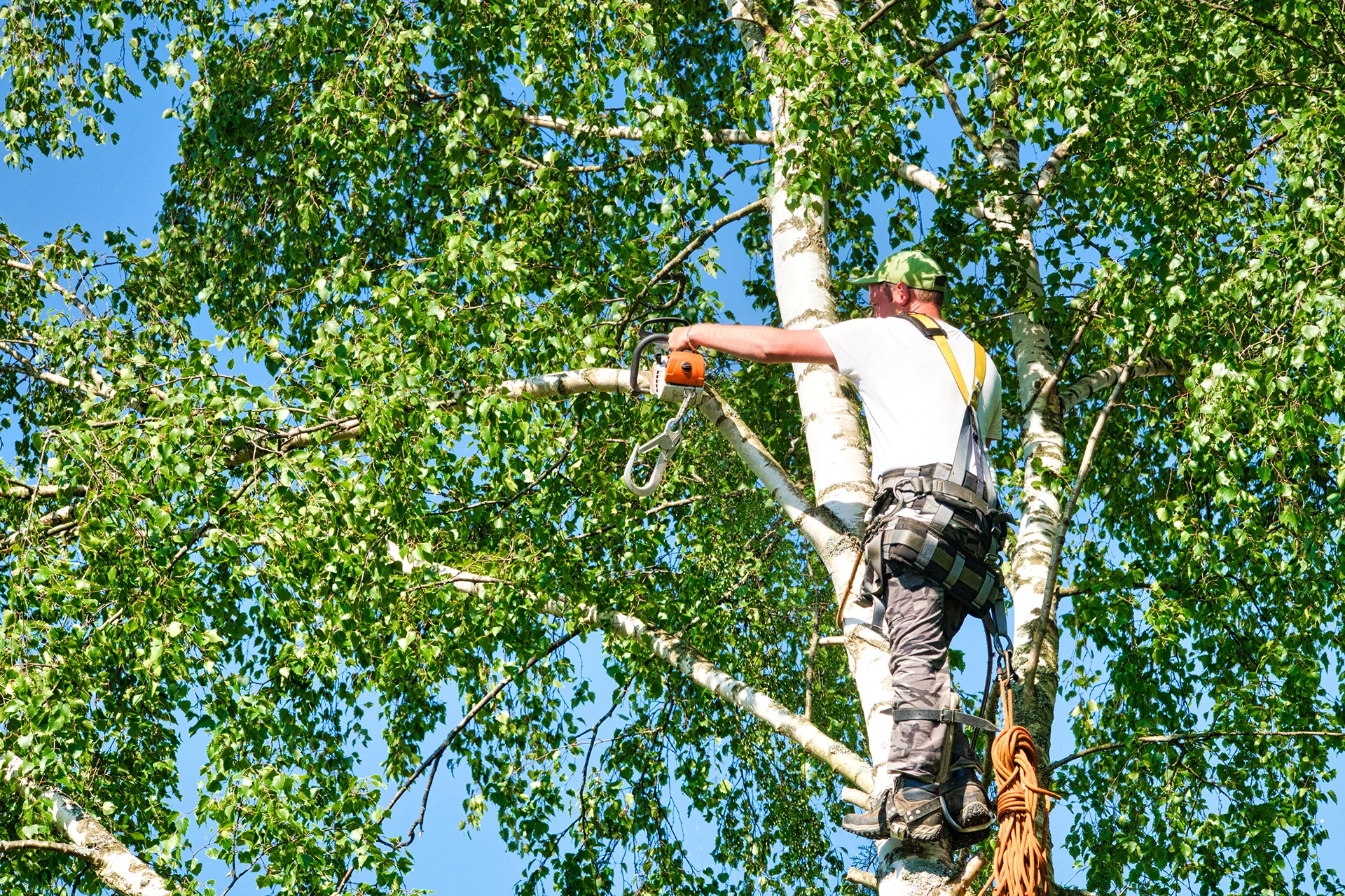 Tree being professionally pruned